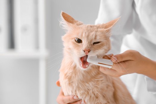 Brushing Your Cat's Teeth: A Challenge Achievable with Perseverance