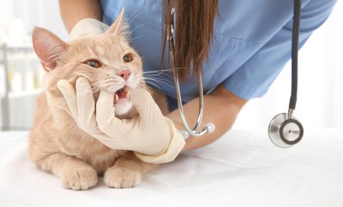Regular Veterinary Visits