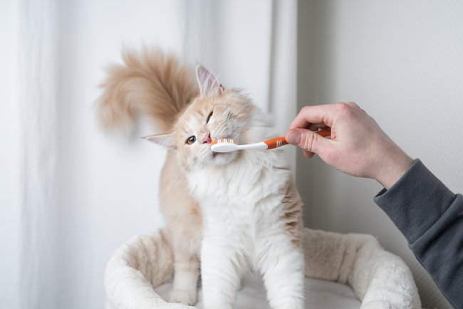 Cat dental health