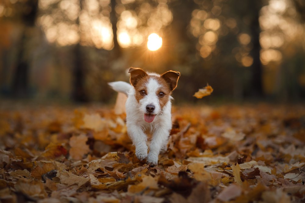 Chien qui court dans les feuilles