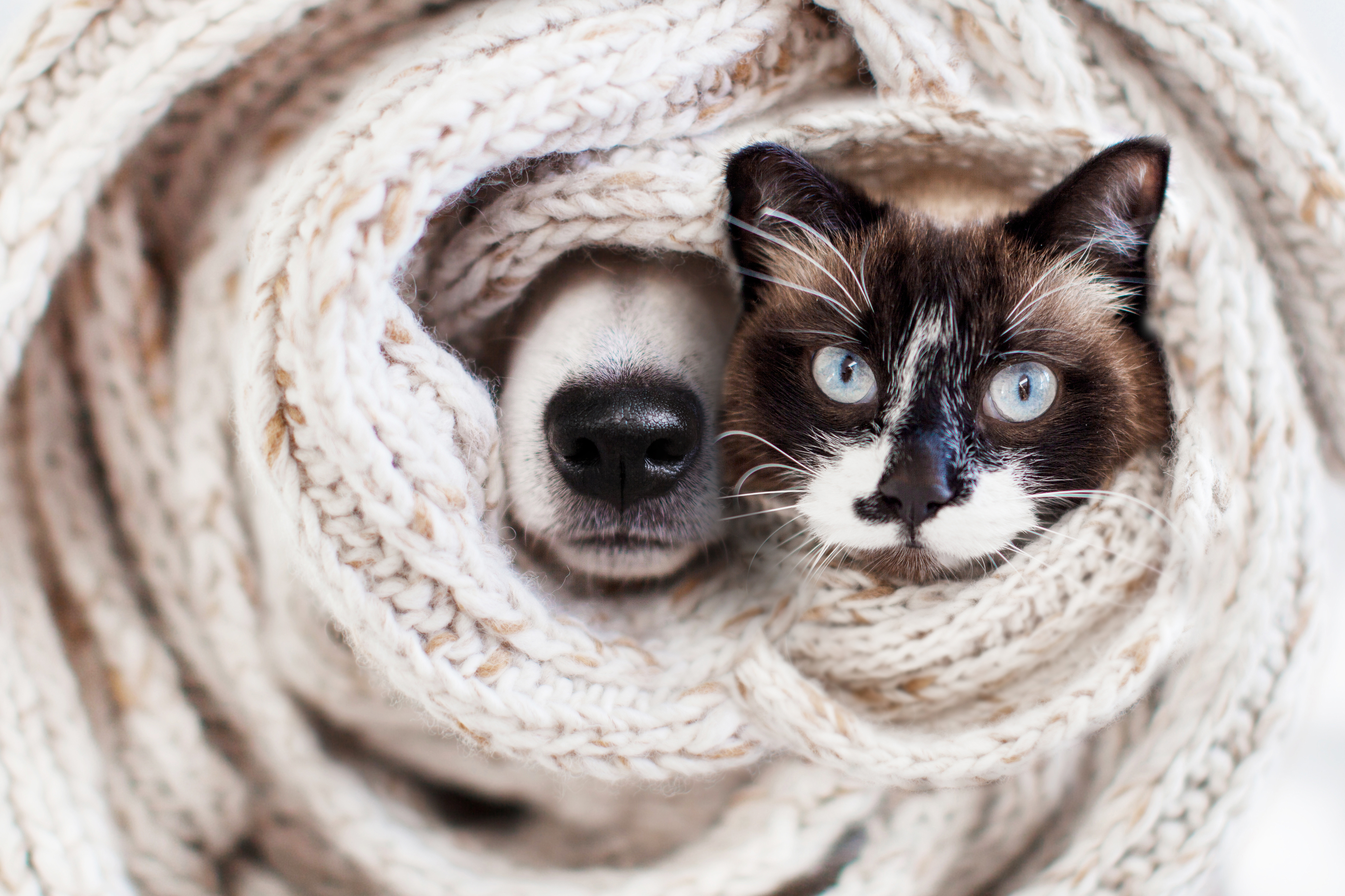 Chien et chat cachés dans couverture, anxiété animaux