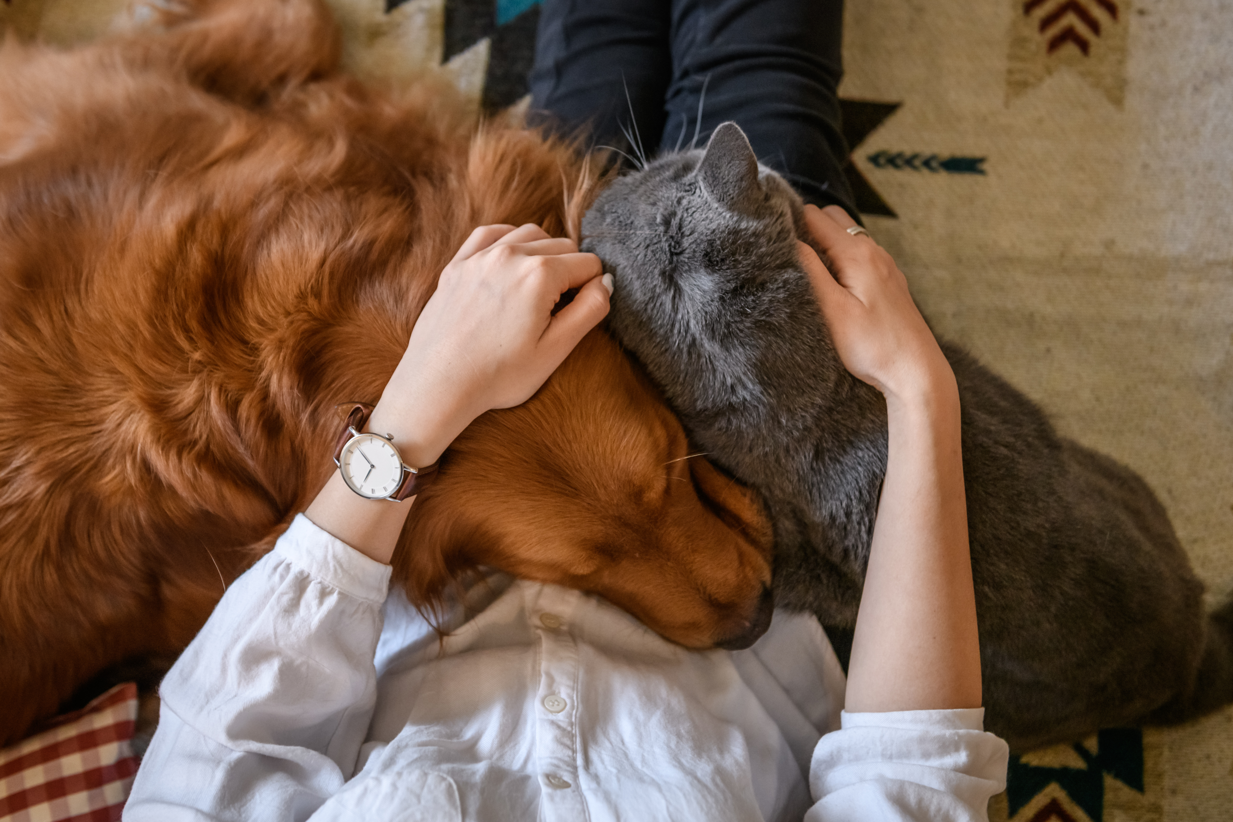 Chien et chat faisant un calin