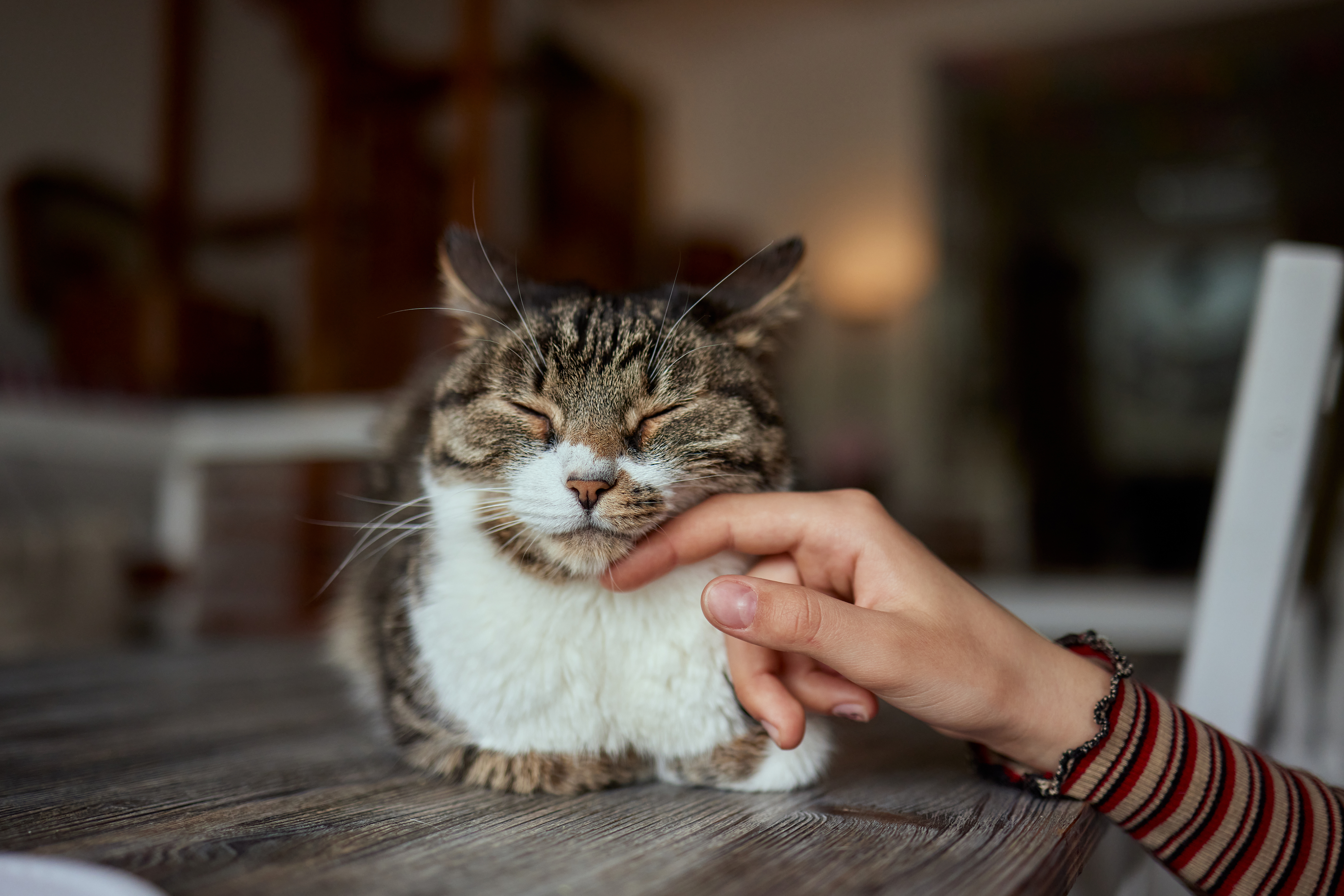 Main qui caresse un chat gris et blanc senior